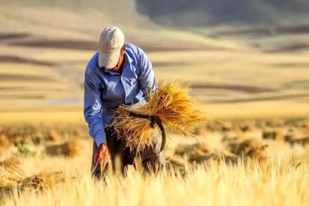 خبر خوش برای گندمکاران: تاریخ پرداخت مطالبات مشخص شد!